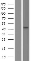 BCKDHA Human Over-expression Lysate