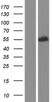 HSFX2 Human Over-expression Lysate