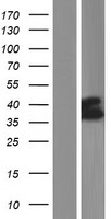 SLC37A4 Human Over-expression Lysate
