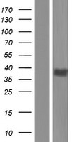 GPR17 Human Over-expression Lysate