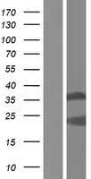 HNRNPCL3 Human Over-expression Lysate
