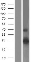 Claudin 14 (CLDN14) Human Over-expression Lysate