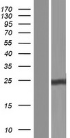 NNT1 (CLCF1) Human Over-expression Lysate