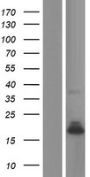 Phospholipase A2 IIA (PLA2G2A) Human Over-expression Lysate
