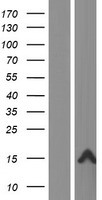 FAM25A Human Over-expression Lysate