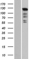KIBRA (WWC1) Human Over-expression Lysate