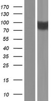 epithelial Sodium Channel alpha (SCNN1A) Human Over-expression Lysate