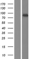 DISC1 Human Over-expression Lysate