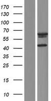 AIFM3 Human Over-expression Lysate