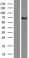 KIRREL 3 (KIRREL3) Human Over-expression Lysate