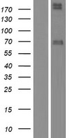NRG1 Human Over-expression Lysate