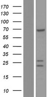 STAU2 Human Over-expression Lysate