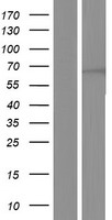 WDR46 Human Over-expression Lysate