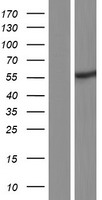 RANBP3L Human Over-expression Lysate