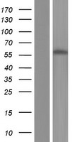 TCF7L2 Human Over-expression Lysate