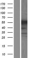 hnRNP Q (SYNCRIP) Human Over-expression Lysate
