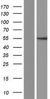 ER81 (ETV1) Human Over-expression Lysate