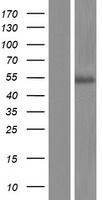 HTR3D Human Over-expression Lysate