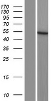 DCAF17 Human Over-expression Lysate