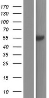 AGXT2L1 (ETNPPL) Human Over-expression Lysate