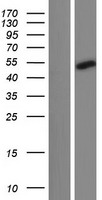 CCDC166 Human Over-expression Lysate