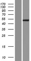 MGAT4A Human Over-expression Lysate