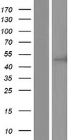 CC2D2B Human Over-expression Lysate