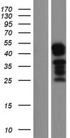 UBAP1L Human Over-expression Lysate