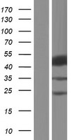 SH2D2A Human Over-expression Lysate