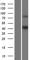 GPR17 Human Over-expression Lysate