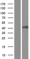LDHA Human Over-expression Lysate