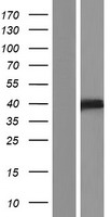 Z DNA binding protein (ZBP1) Human Over-expression Lysate