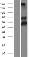 TIM 4 (TIMD4) Human Over-expression Lysate