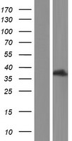 SUMF1 Human Over-expression Lysate