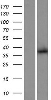 MANSC4 Human Over-expression Lysate