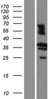 RDH13 Human Over-expression Lysate