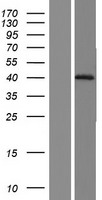 NRG1 Human Over-expression Lysate