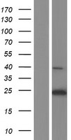 MS4A12 Human Over-expression Lysate