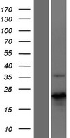MBD3L4 Human Over-expression Lysate