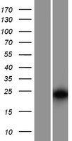 ARP10 (APOBEC3H) Human Over-expression Lysate