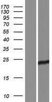 FHL1 Human Over-expression Lysate