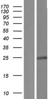 PRR29 Human Over-expression Lysate