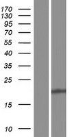 LIM2 Human Over-expression Lysate