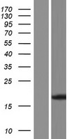 Frataxin (FXN) Human Over-expression Lysate