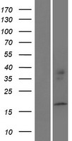 PPIAL4D Human Over-expression Lysate