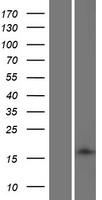 Transmembrane protein 88B (TMEM88B) Human Over-expression Lysate