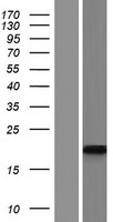 ARP10 (APOBEC3H) Human Over-expression Lysate