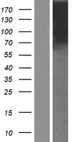 NELL1 Human Over-expression Lysate