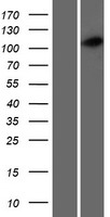 CCDC39 Human Over-expression Lysate