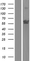 ZNF837 Human Over-expression Lysate